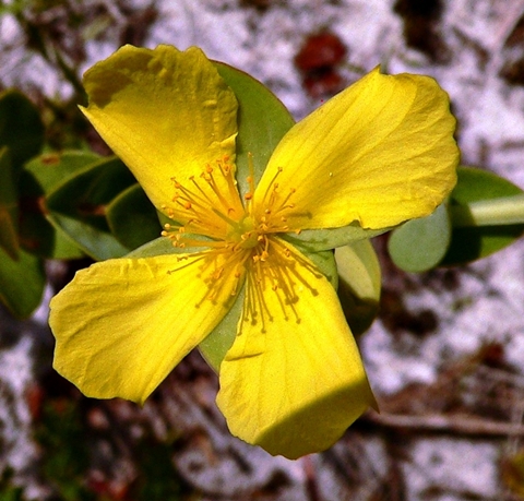 {Hypericum crux-andreae}